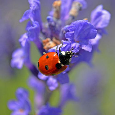 Beneficial Insect Mix - All U.S.A